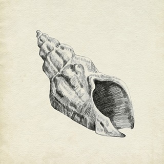 Seashell Pencil Sketch II