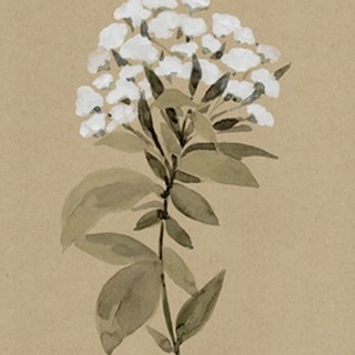 White Wildflower I