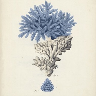 Antique Coral in Navy III
