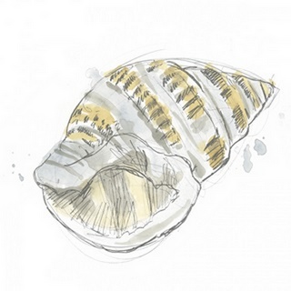 Citron Shell Sketch I