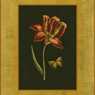 Tulip in Frame II