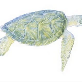Tranquil Sea Turtle I