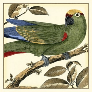 Tropical Parrot I