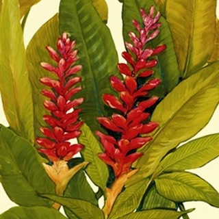 Tropical Red Ginger