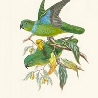 Lime & Cerulean Parrots II