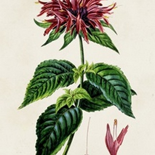 Antique Floral Folio I