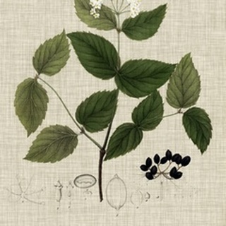 Linen and Leaves I