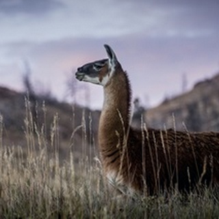 Llama Portrait I