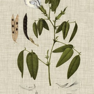 Linen and Leaves IV