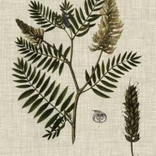 Linen and Leaves III