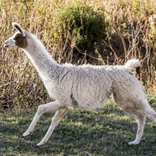 Llama Portrait IX