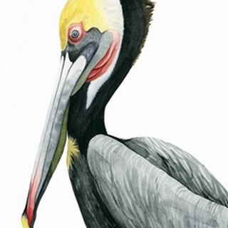 Watercolor Pelican II