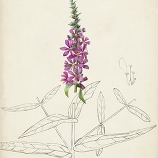 Watercolor Botanical Sketches V