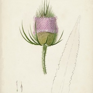 Watercolor Botanical Sketches VIII