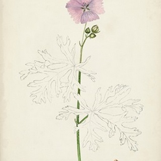 Watercolor Botanical Sketches III
