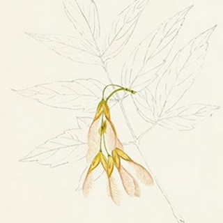 Watercolor Leaf Sketches III