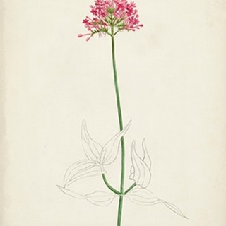 Watercolor Botanical Sketches XI