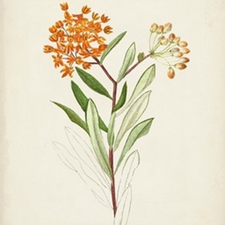Watercolor Botanical Sketches VI
