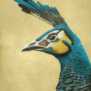 Peacock Profile I