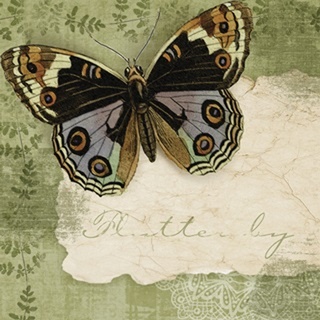 Butterfly Notes IV