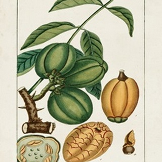 Turpin Foliage & Fruit IV