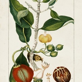 Turpin Foliage & Fruit III