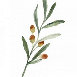 Sweet Olive Branch IV