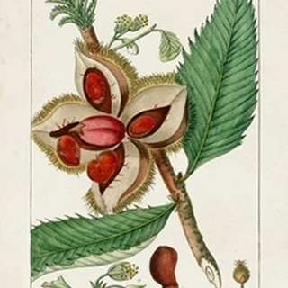 Turpin Foliage & Fruit II