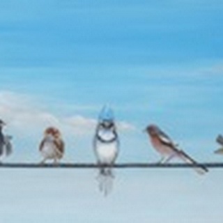Sweet Birds on a Wire II