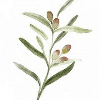 Sweet Olive Branch II
