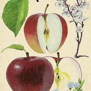 Apple and Blossom Study II