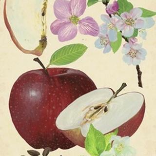 Apple and Blossom Study I