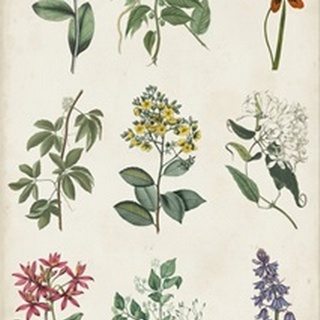 Botanical Chart I