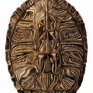 Tortoise Shell Detail II