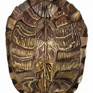 Tortoise Shell Detail I