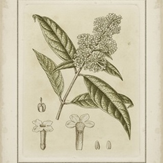 Tinted Botanical II