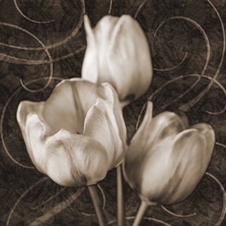 Tulip and Swirls II
