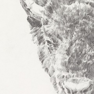 Graphite Bison Portrait I