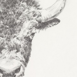 Graphite Bison Portrait II