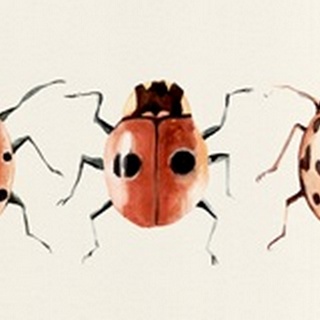 Ladybug Display II