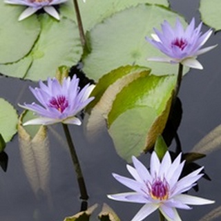 Water Lily Flowers VII