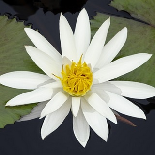Water Lily Flowers V