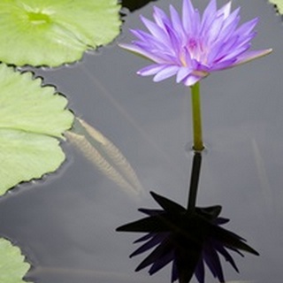 Water Lily Flowers VI