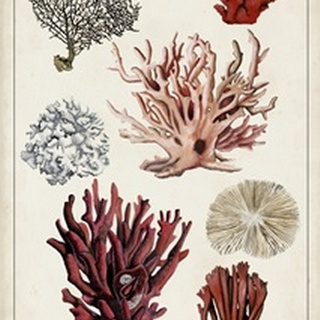 Antique Coral Study I