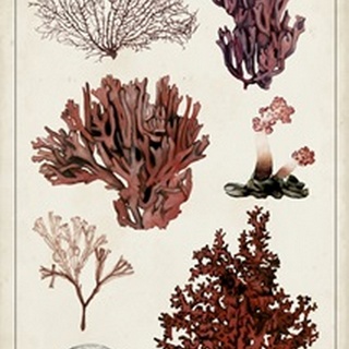 Antique Coral Study II