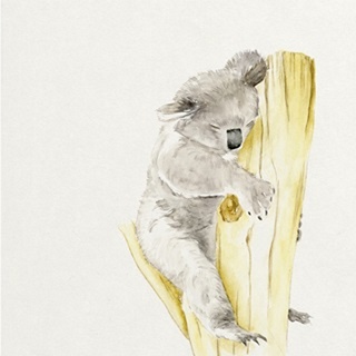 Baby Koala I