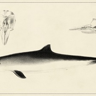Antique Dolphin Study II
