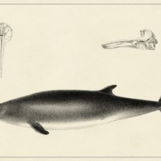 Antique Dolphin Study I