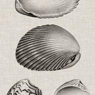 Charcoal and Linen Shells VIII