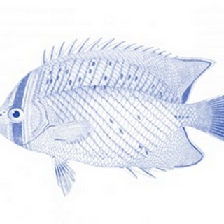 Blue & White Tropical Fish III